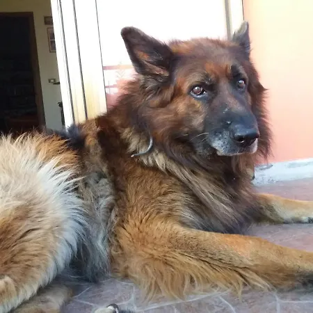 Sofia - Nord Sardegna - 펜션 *